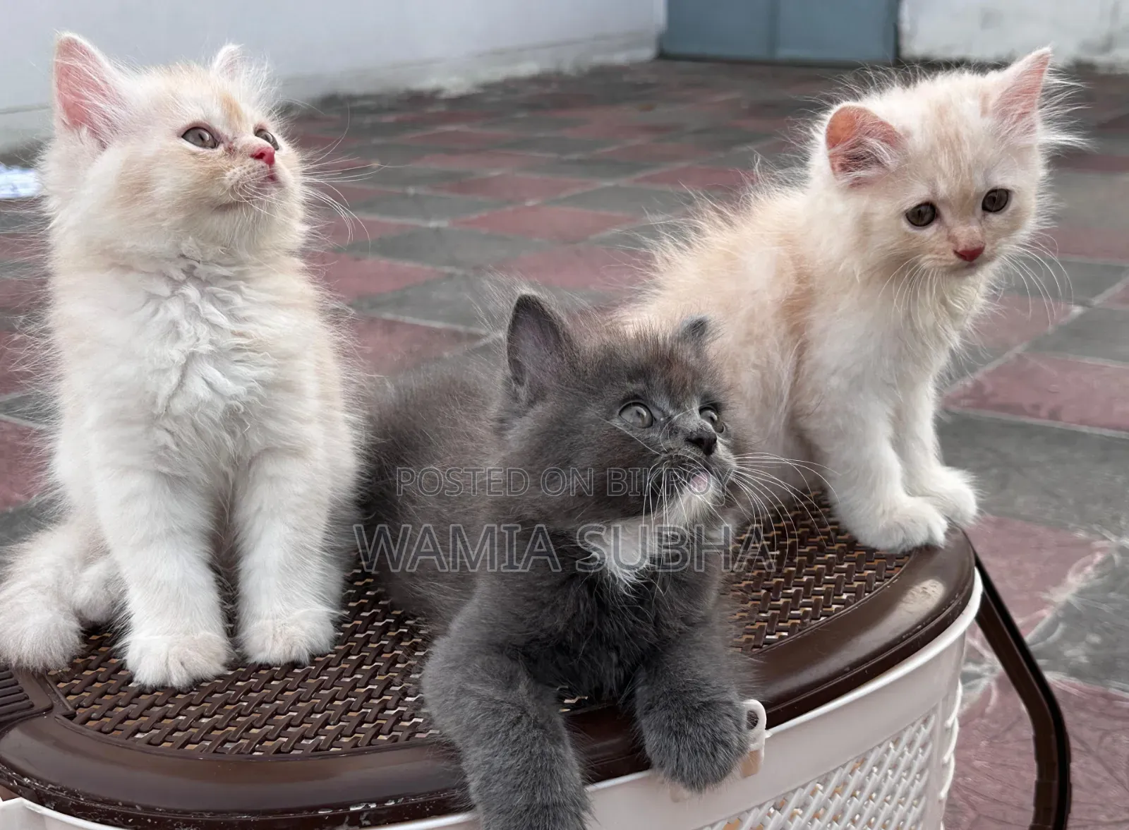 1-3 Months Male Purebred Persian