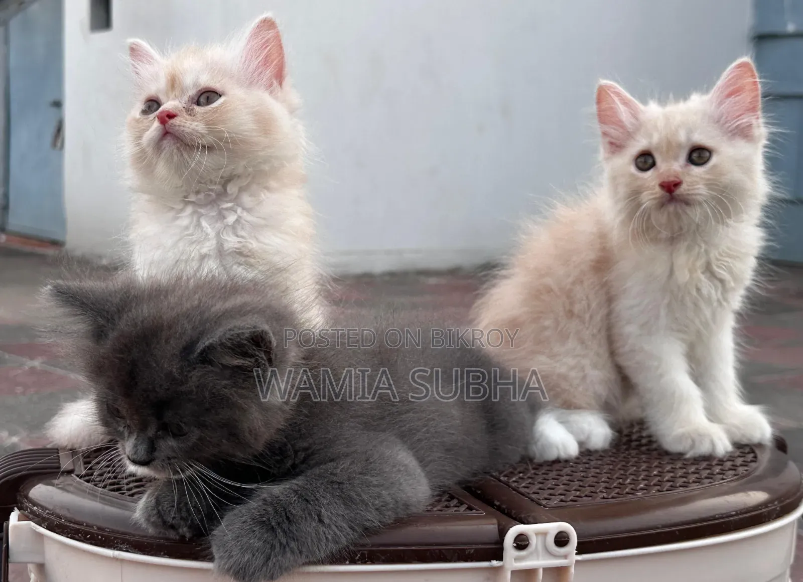 1-3 Months Male Purebred Persian