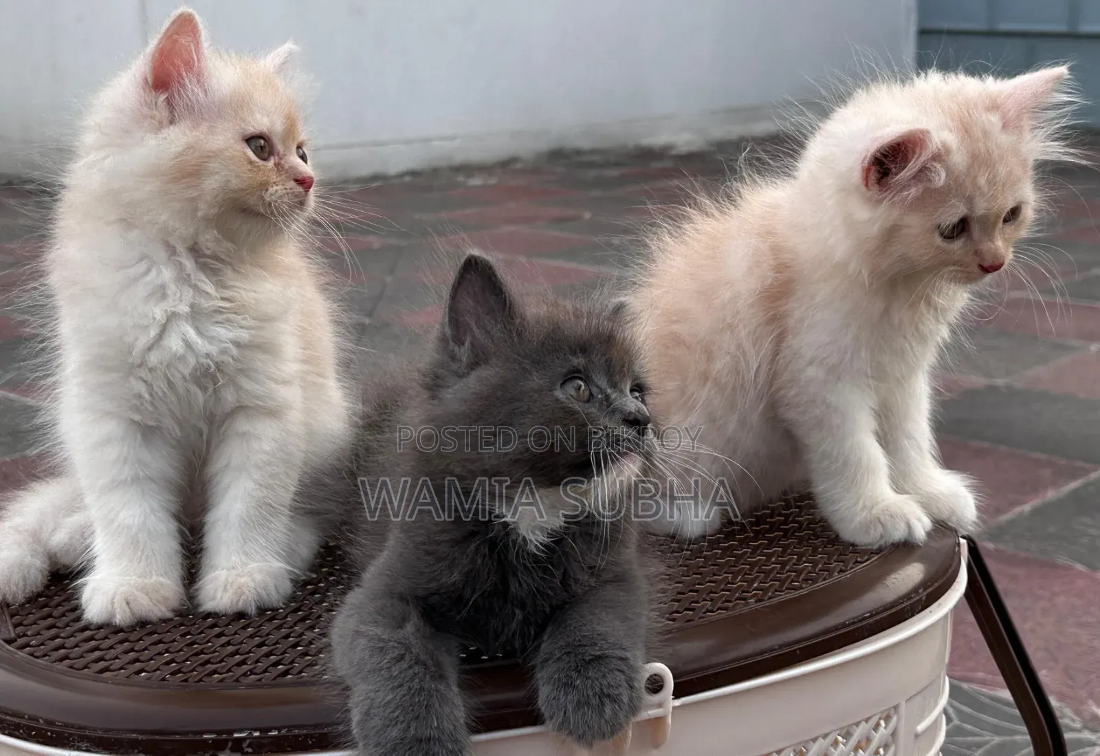 1-3 Months Male Purebred Persian