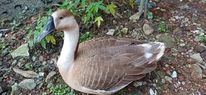 রাজহাস বিক্রি