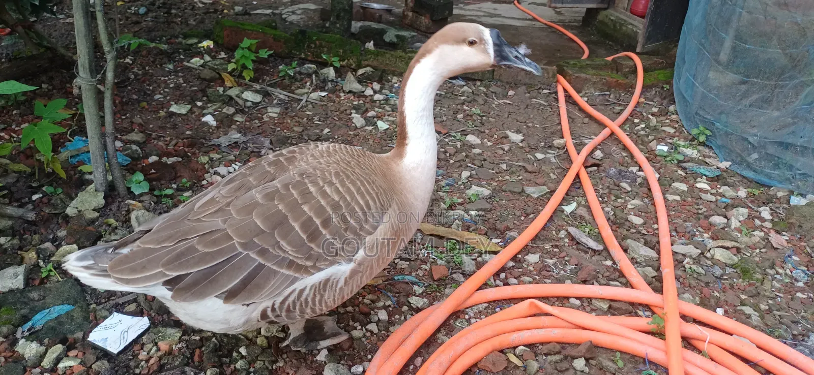 Goose for sale
