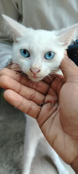১-৩ মাস বয়সী মাদি মিশ্র জাতের পার্সিয়ান বিড়াল