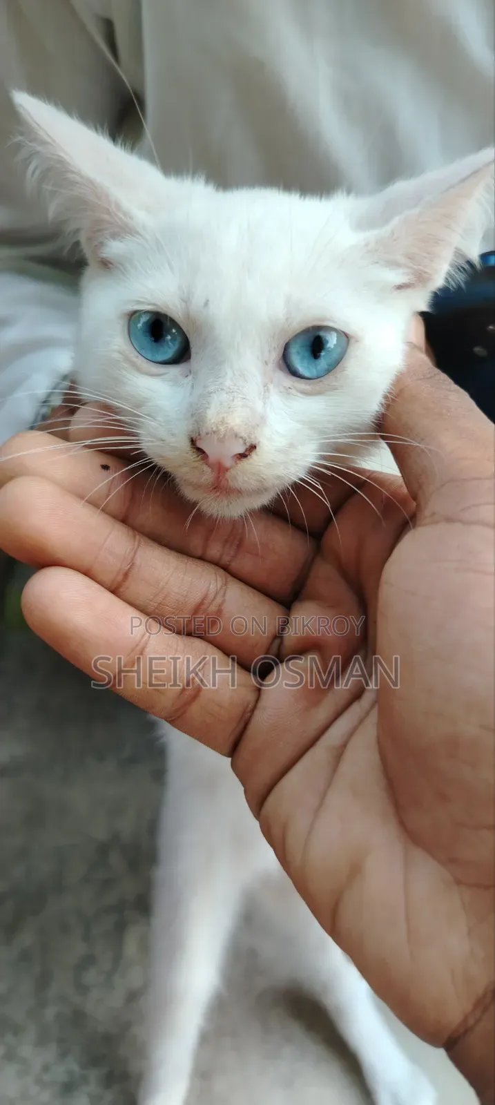 ১-৩ মাস বয়সী মাদি মিশ্র জাতের পার্সিয়ান বিড়াল