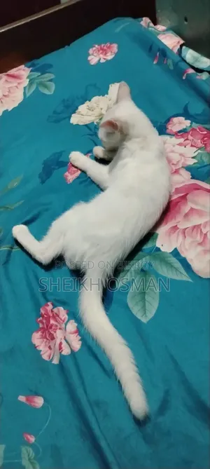 ১-৩ মাস বয়সী মাদি মিশ্র জাতের পার্সিয়ান বিড়াল