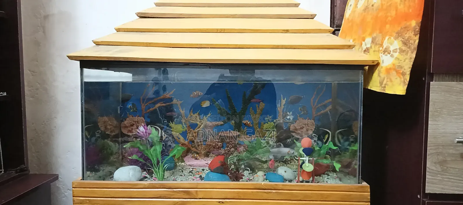 Aquarium Setup