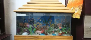 Aquarium Setup