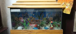 Aquarium Setup
