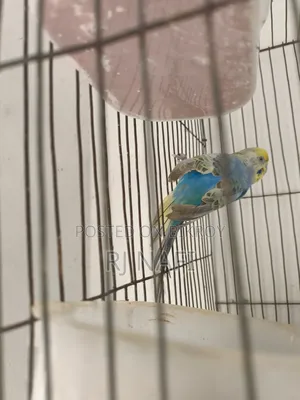 Rainbow female budgie with chicks for sale