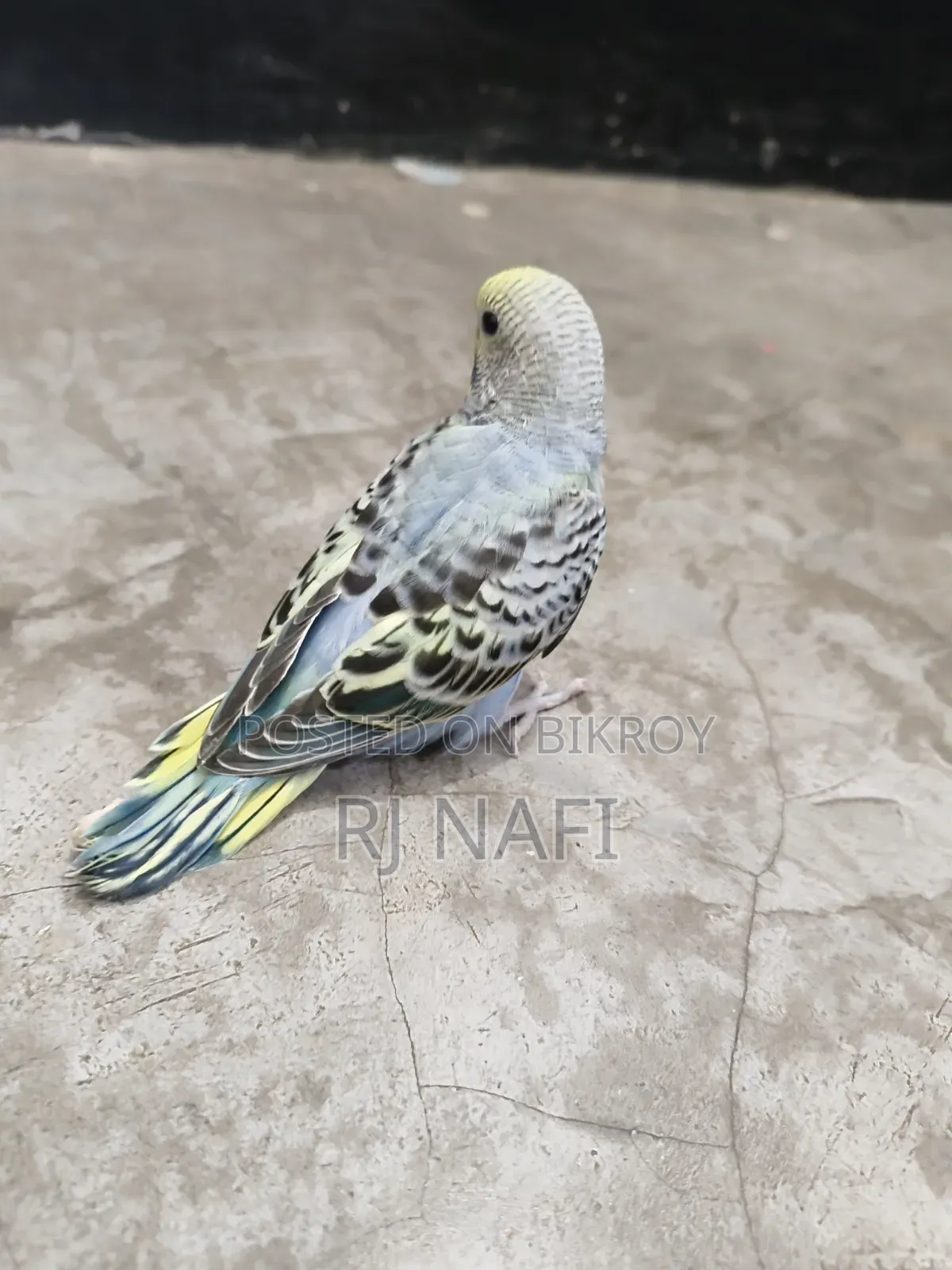 Rainbow female budgie with chicks for sale