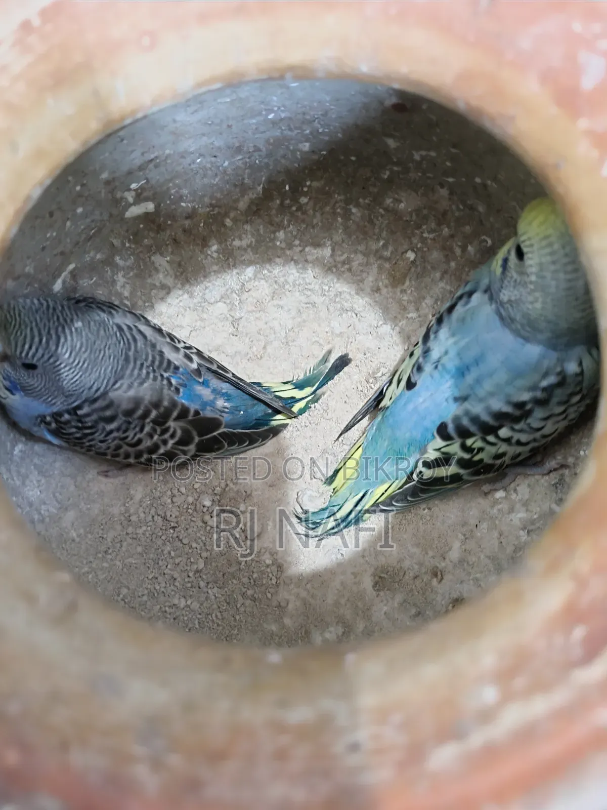 Rainbow female budgie with chicks for sale