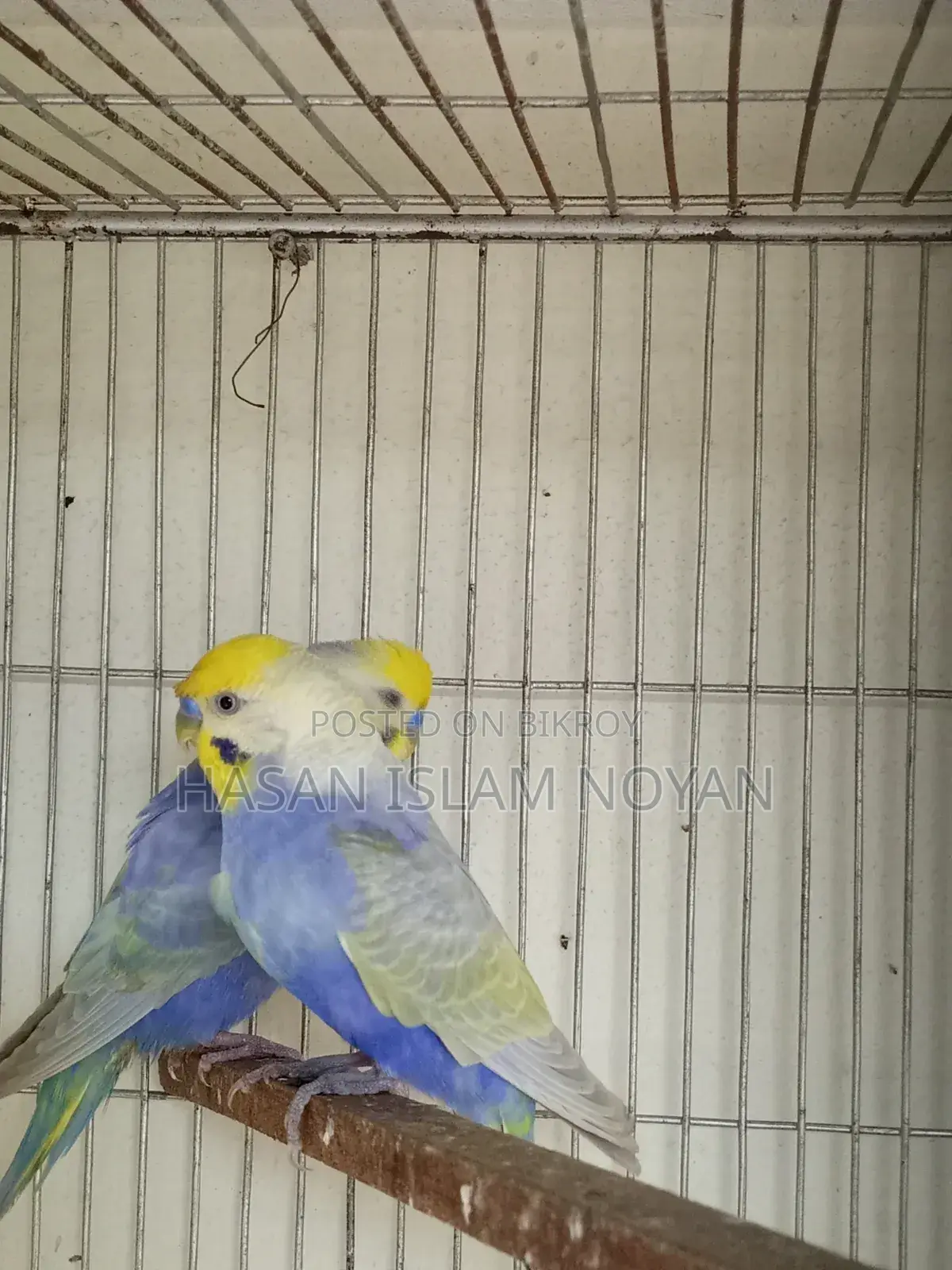 Rainbow Budgie