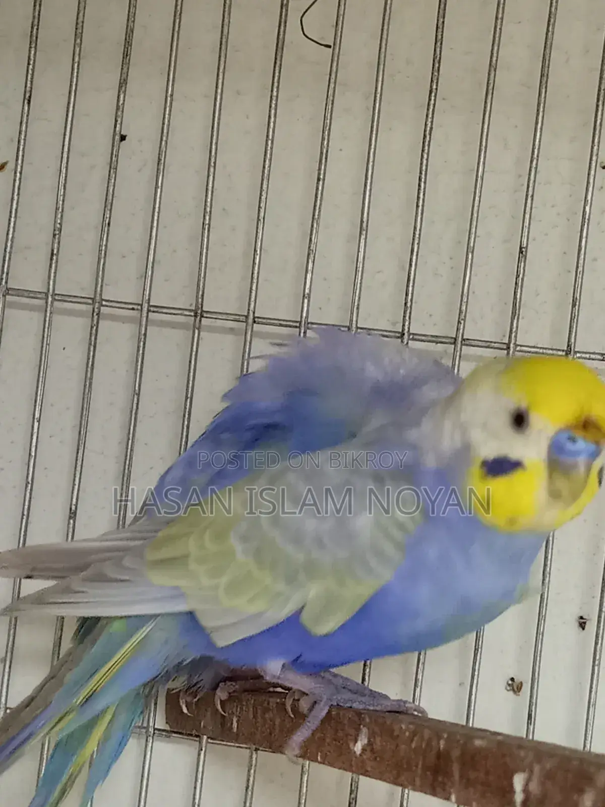 Rainbow Budgie