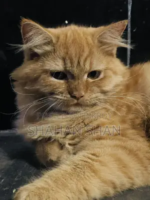 3-6 Months Female Purebred Persian