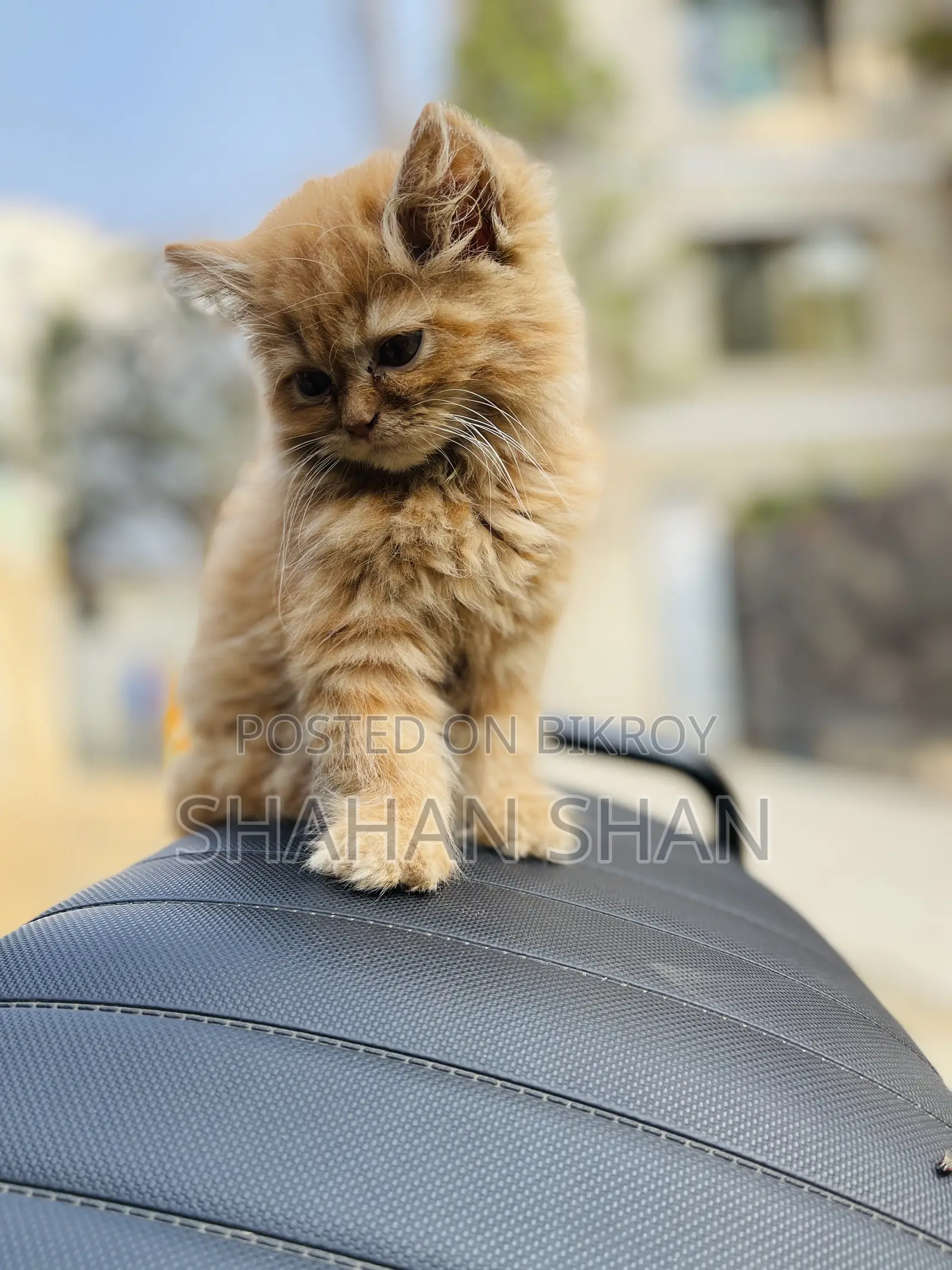 3-6 Months Female Purebred Persian