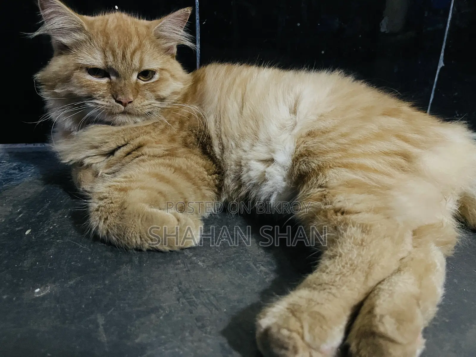 3-6 Months Female Purebred Persian