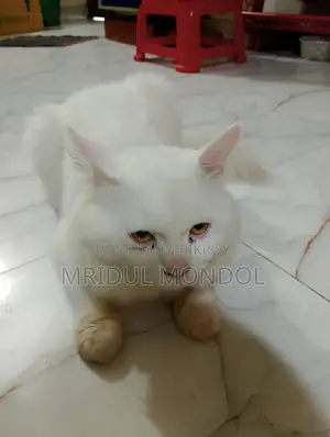 ১+ বছর বয়সী পুরুষ মিশ্র জাতের বেঙ্গল