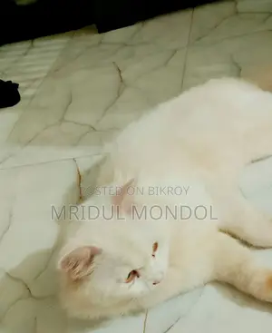 ১+ বছর বয়সী পুরুষ মিশ্র জাতের বেঙ্গল