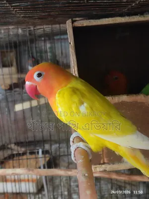 Lovebird Male