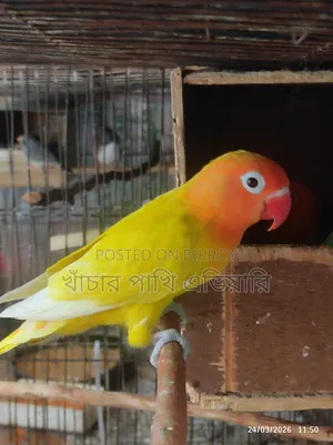 Lovebird Male