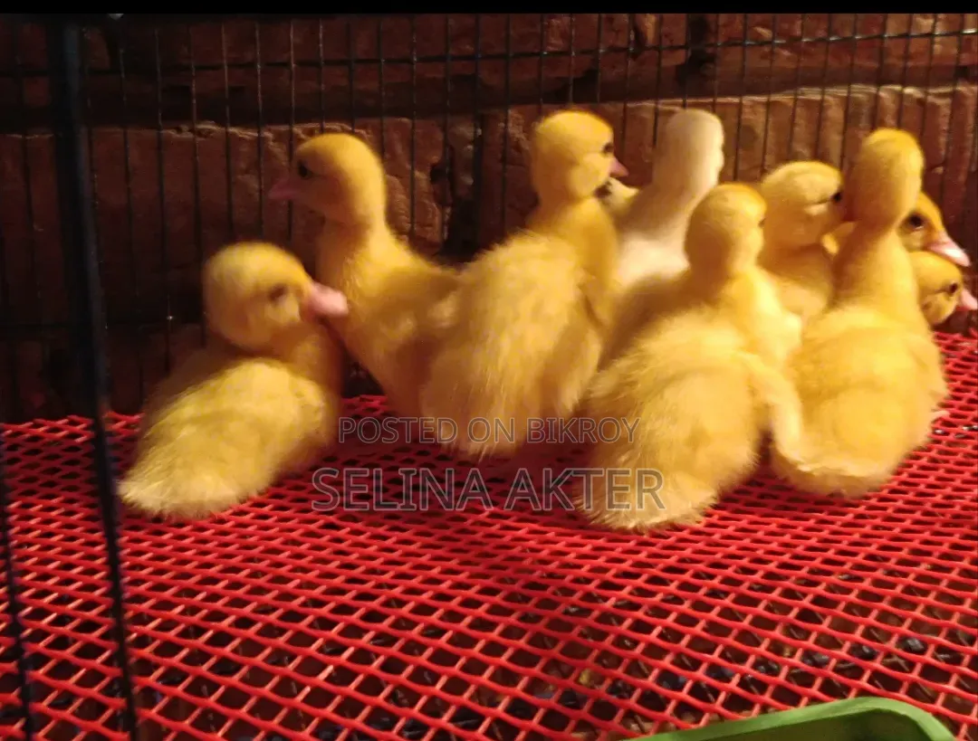 White Chinese Ducklings for Sale