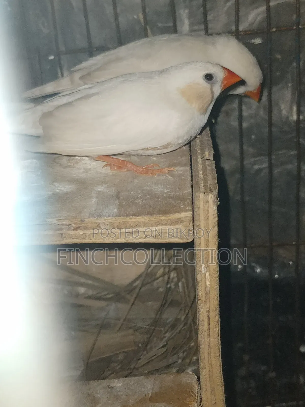 Some running pairs and some male finches for sale