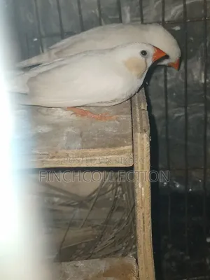 Some running pairs and some male finches for sale