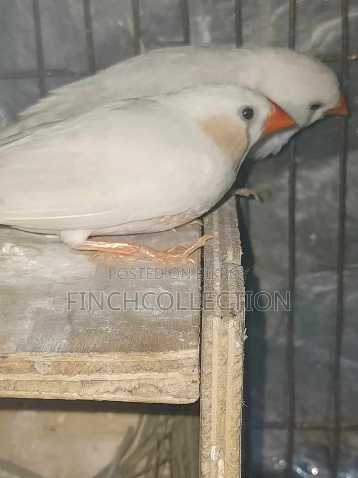 Some running pairs and some male finches for sale