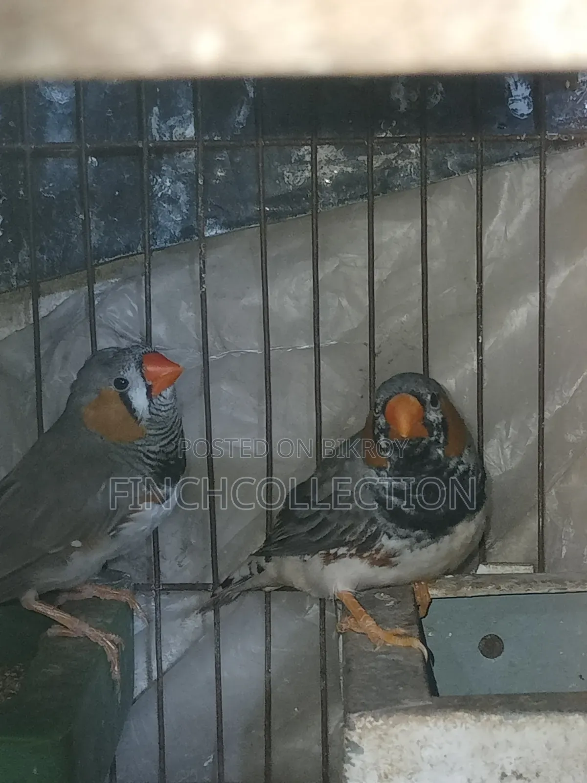 Some running pairs and some male finches for sale
