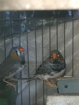 Some running pairs and some male finches for sale