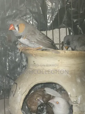 Some running pairs and some male finches for sale