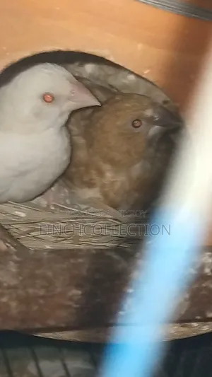 2 pairs of Bengali pigeons for exchange
