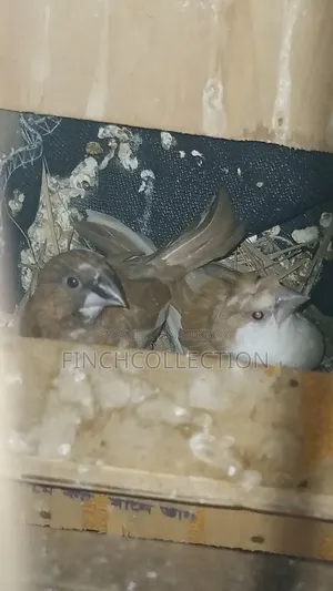 2 pairs of Bengali pigeons for exchange