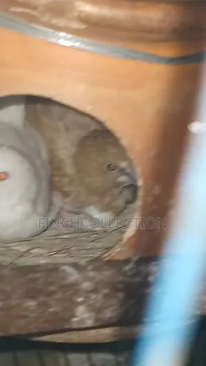 2 pairs of Bengali pigeons for exchange