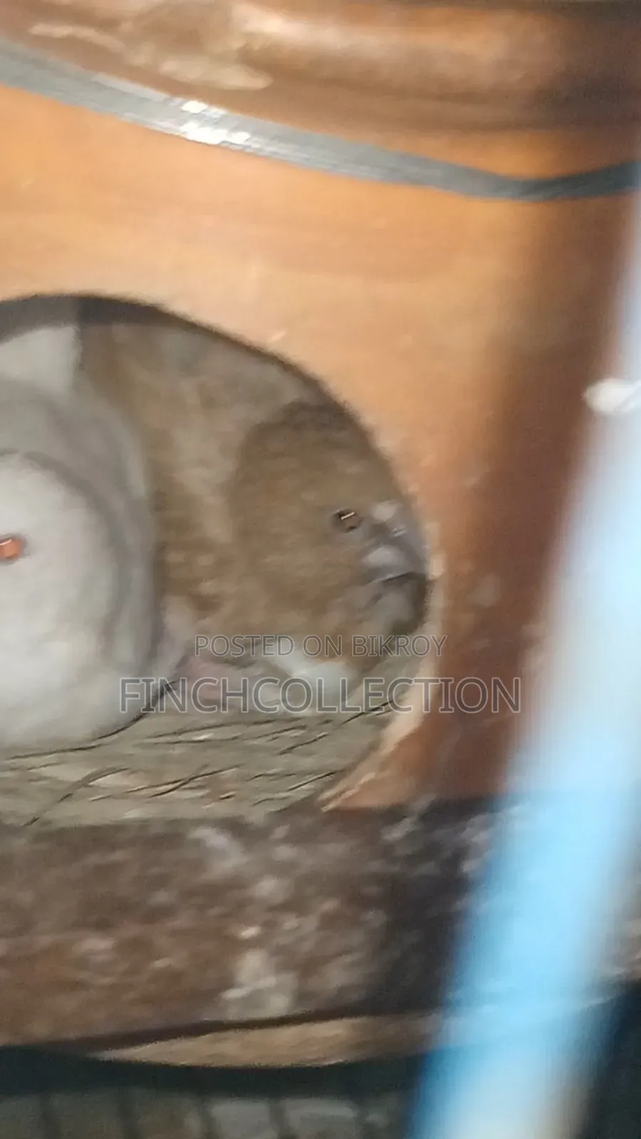 2 pairs of Bengali pigeons for exchange