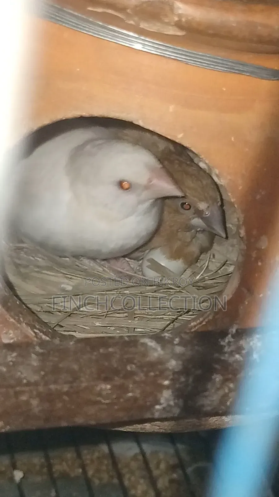 2 pairs of Bengali pigeons for exchange