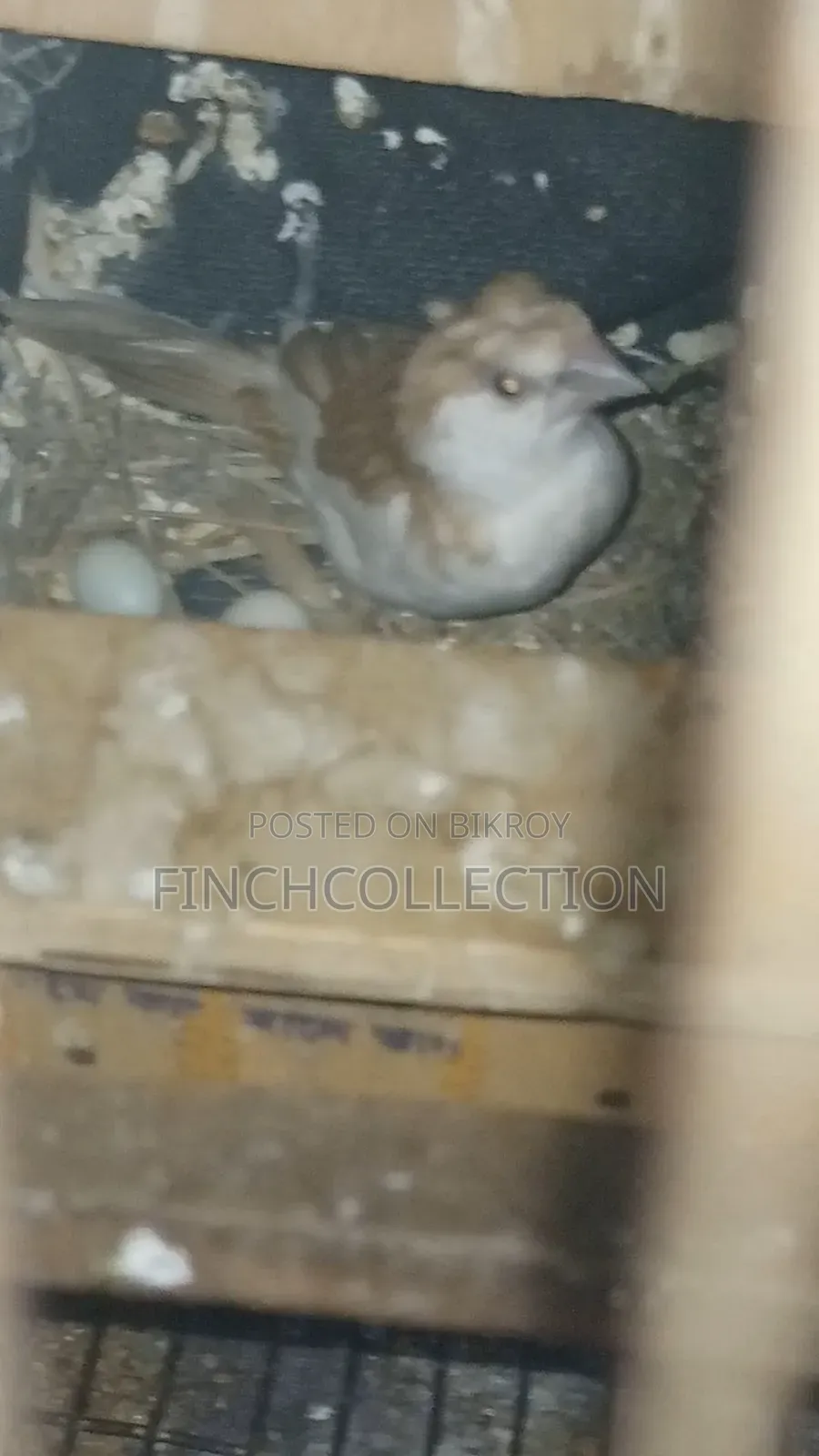 2 pairs of Bengali pigeons for exchange