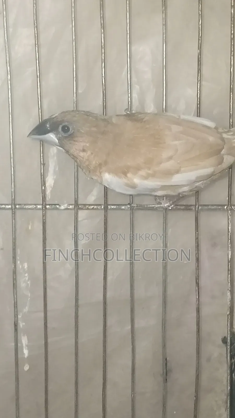 2 pairs of Bengali pigeons for exchange