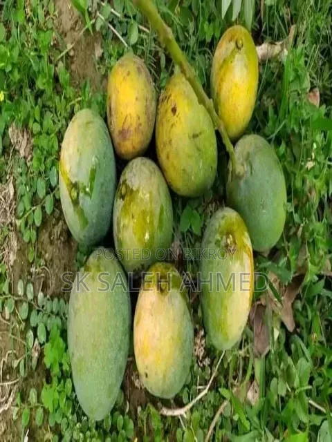 রাজশাহীর আম