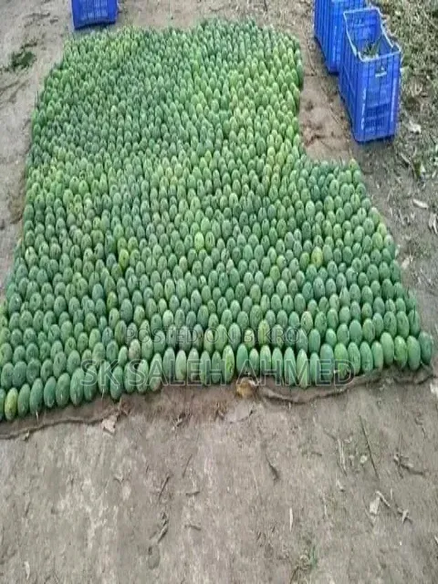 রাজশাহীর আম