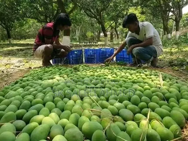 রাজশাহীর আম