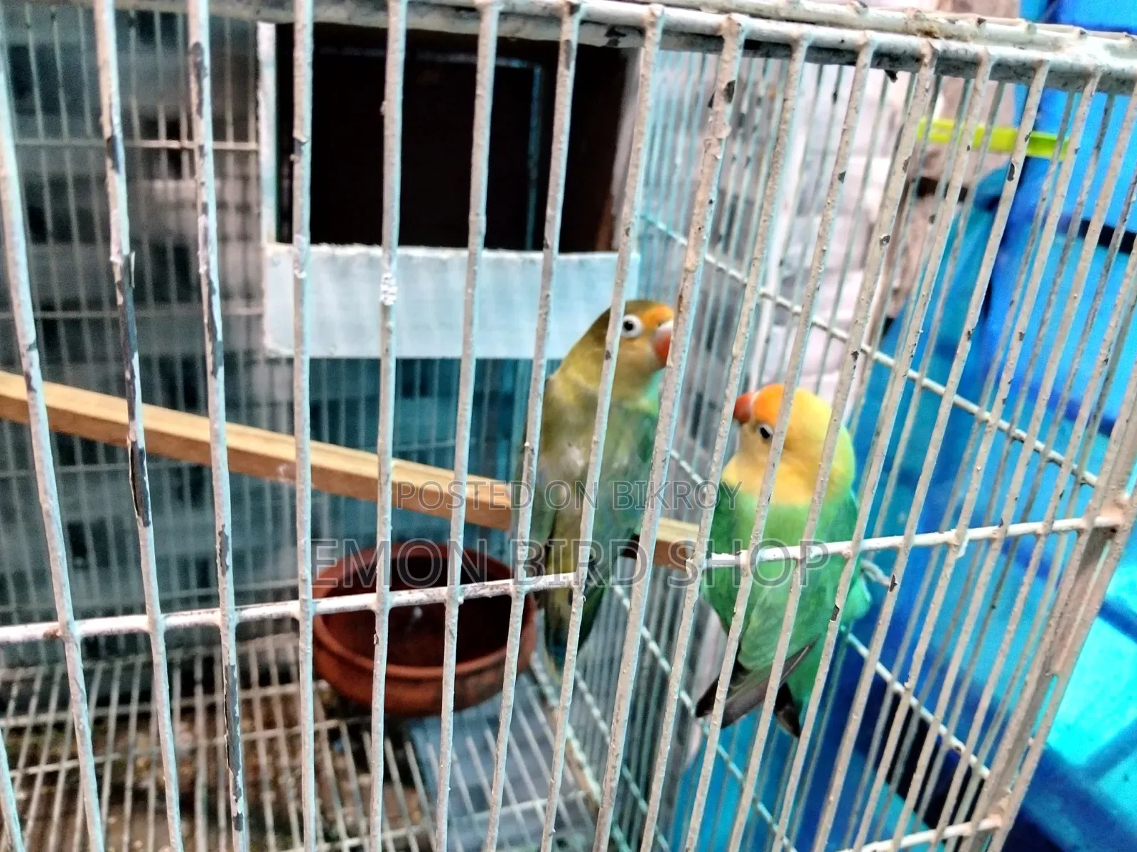 Lovebird for Sale