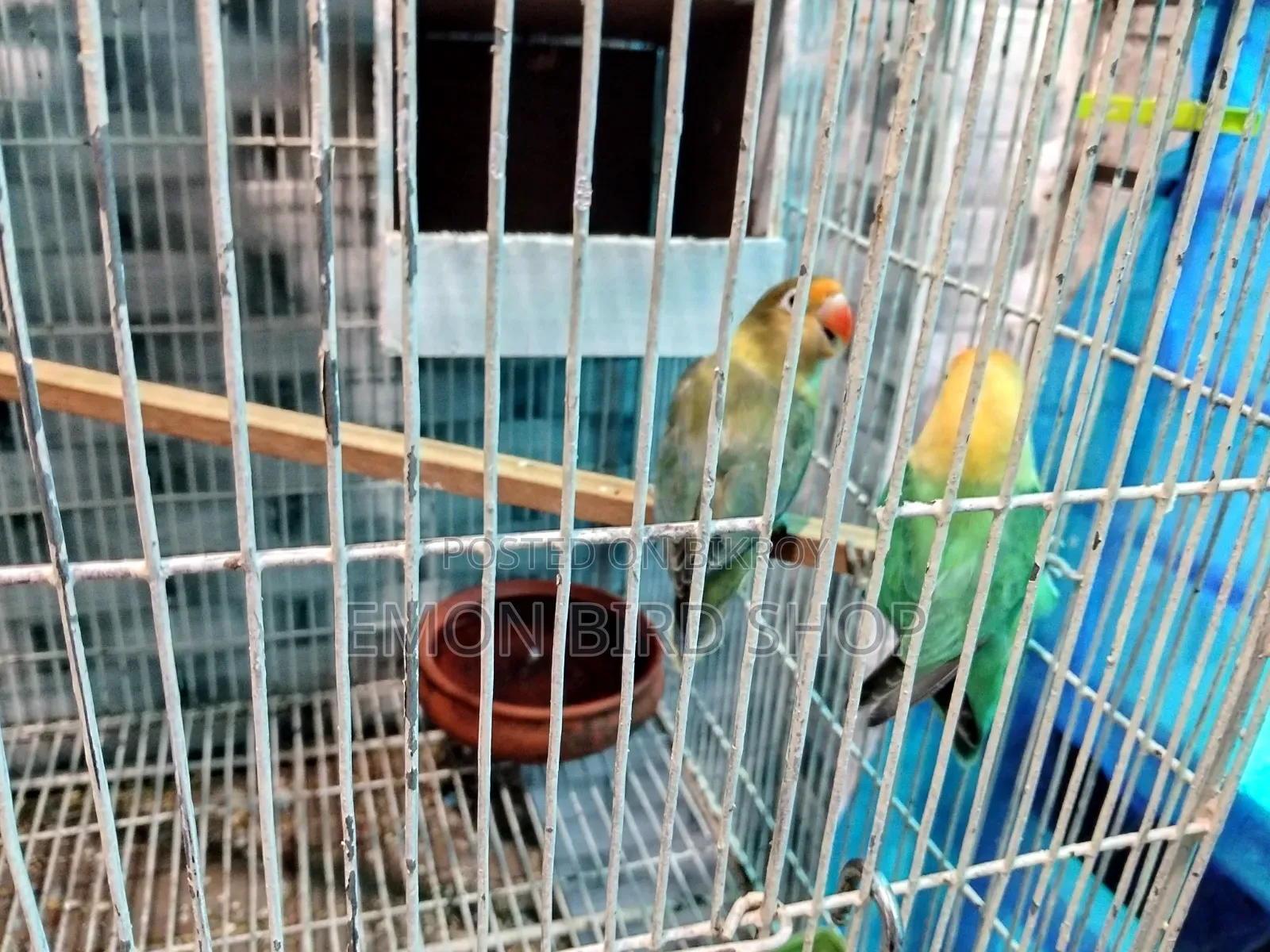 Lovebird for Sale