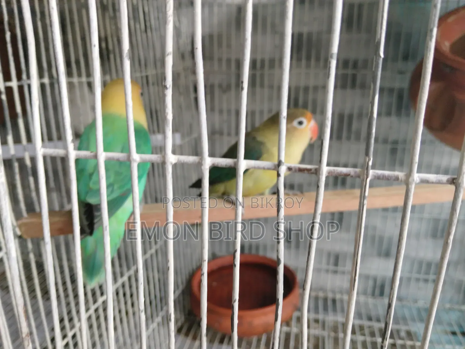 Lovebird for Sale