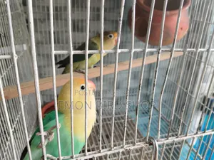 Lovebird for Sale