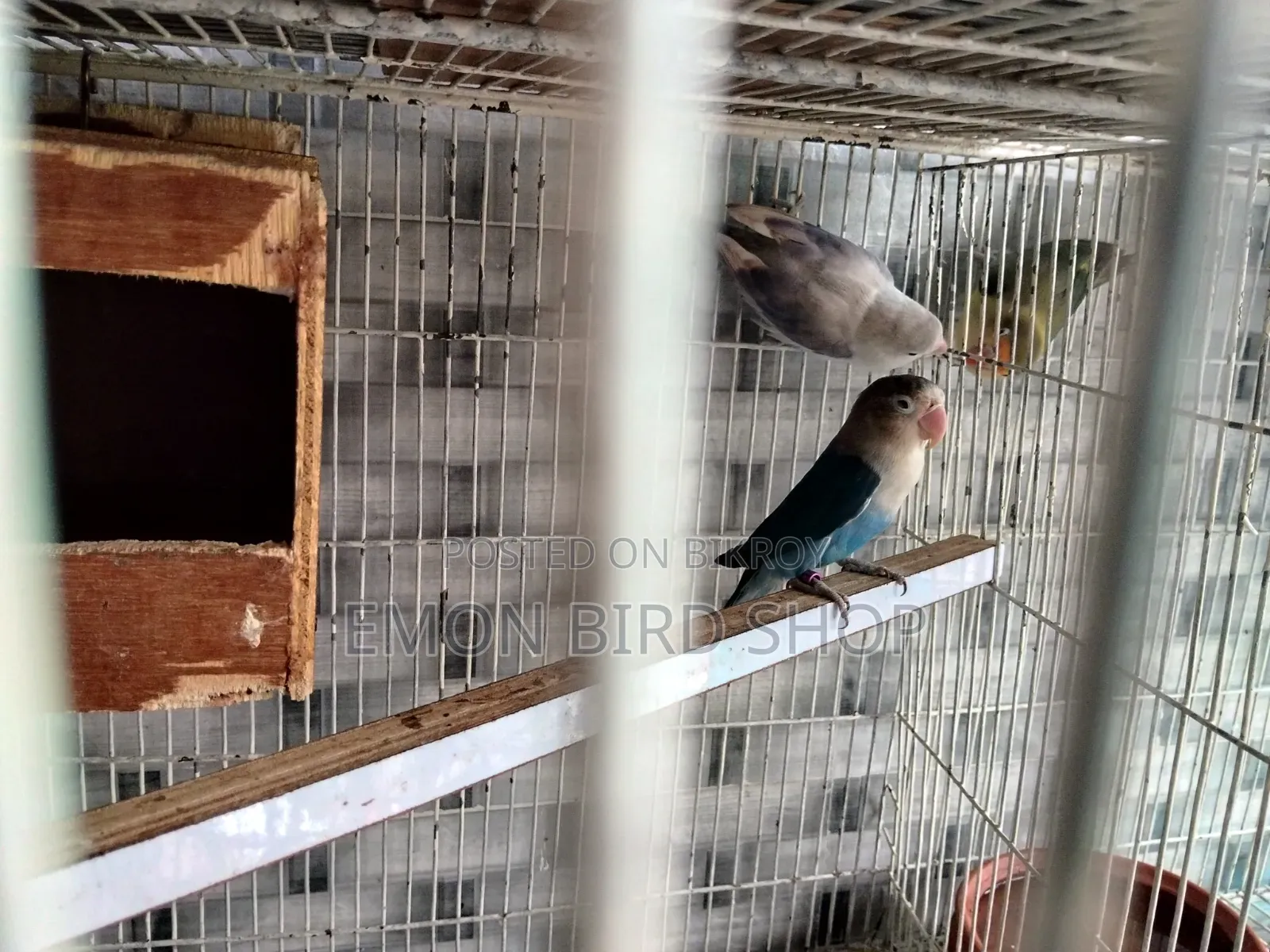 Lovebird for Sale
