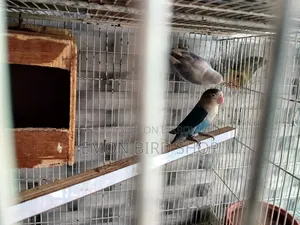 Lovebird for Sale