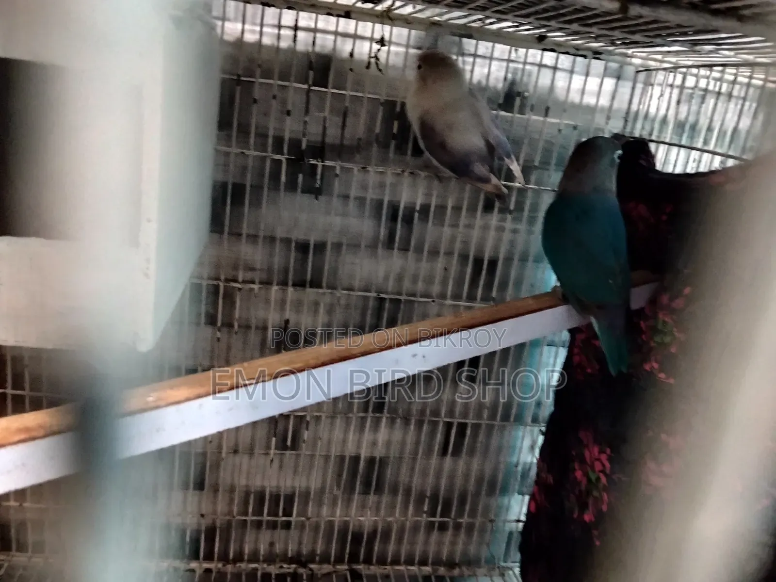 Lovebird for Sale