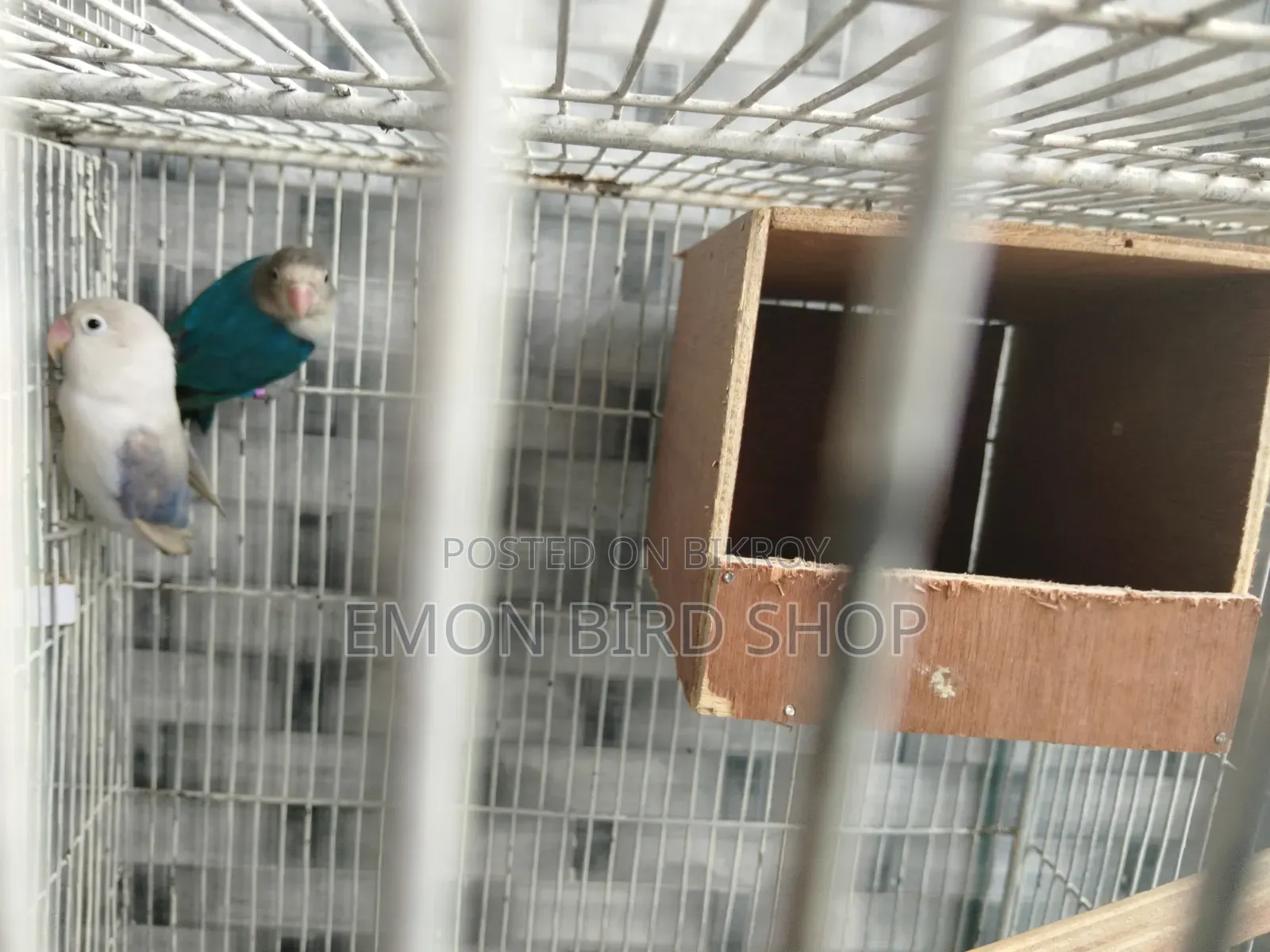 Lovebird for Sale