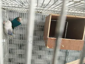 Lovebird for Sale