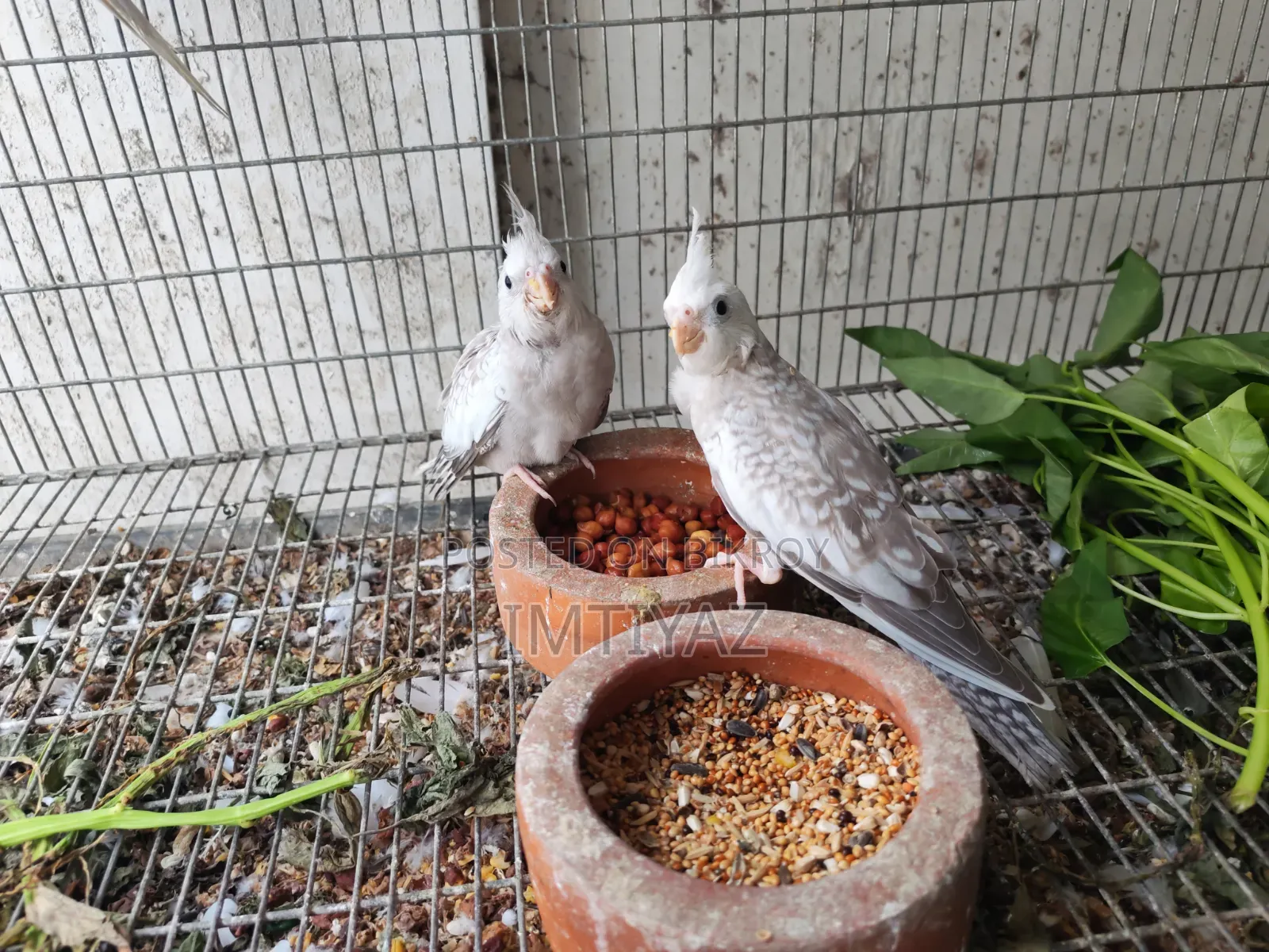 রানিং ককাটেল জোড়া দুটি বাচ্চা সহ বিক্রির জন্য
